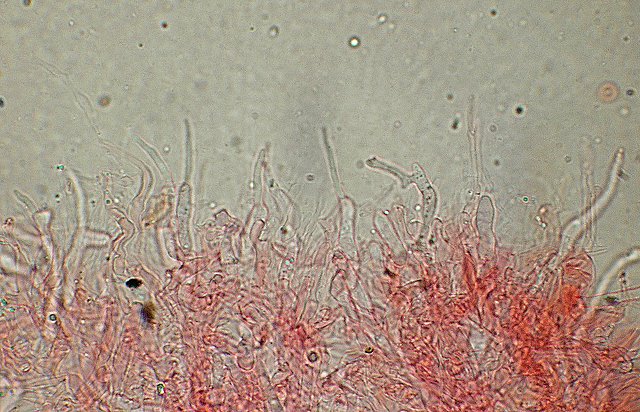 Cheimonophyllum candidissimum   (Berk. & M.A. Curtis) Singer